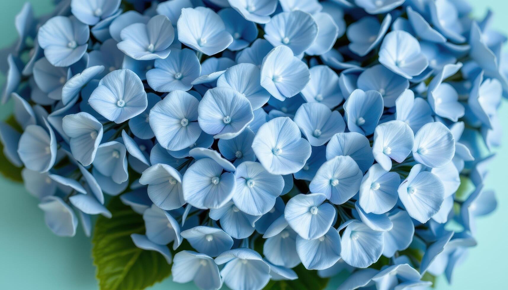close up view of blue hydrangeas with clustered petals blooming fully on a subtle mint background. photo
