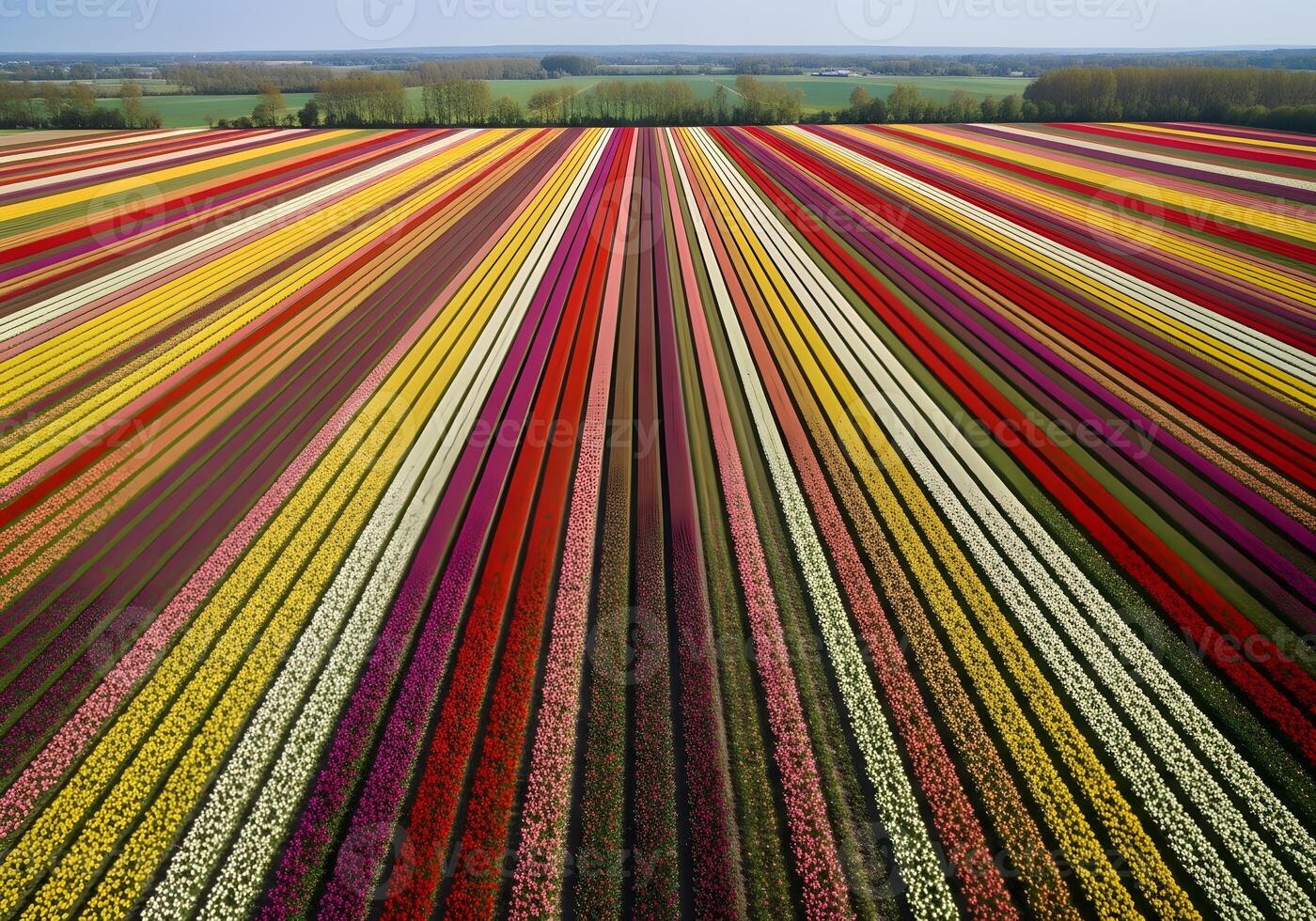 Colorful Tulip Fields in Neat Spring Rows photo