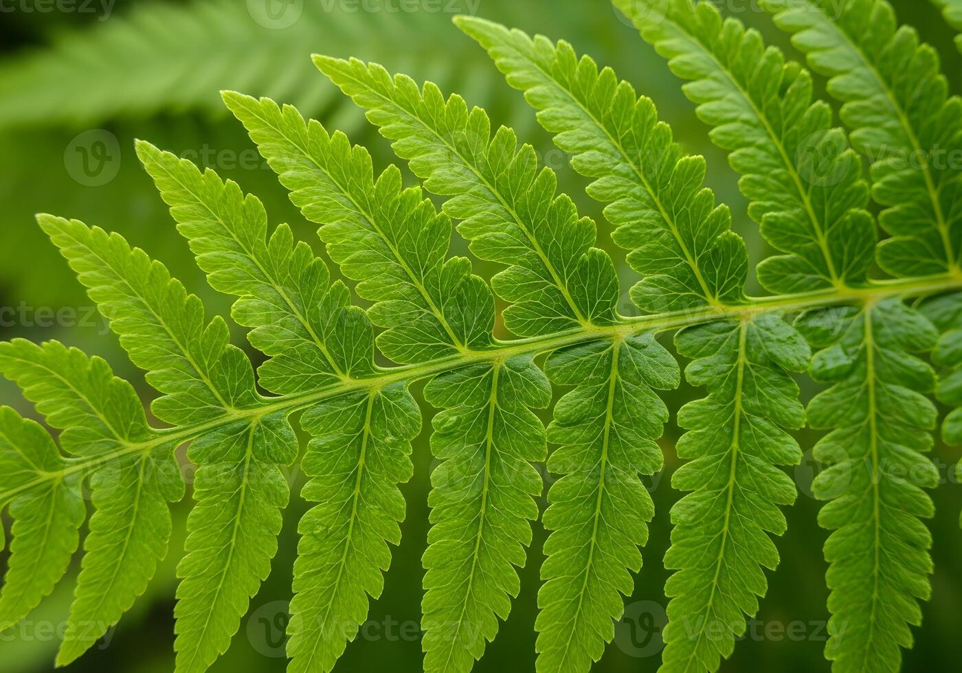 Macro of Fern Leaf with Visible Veins and Natural Texture photo