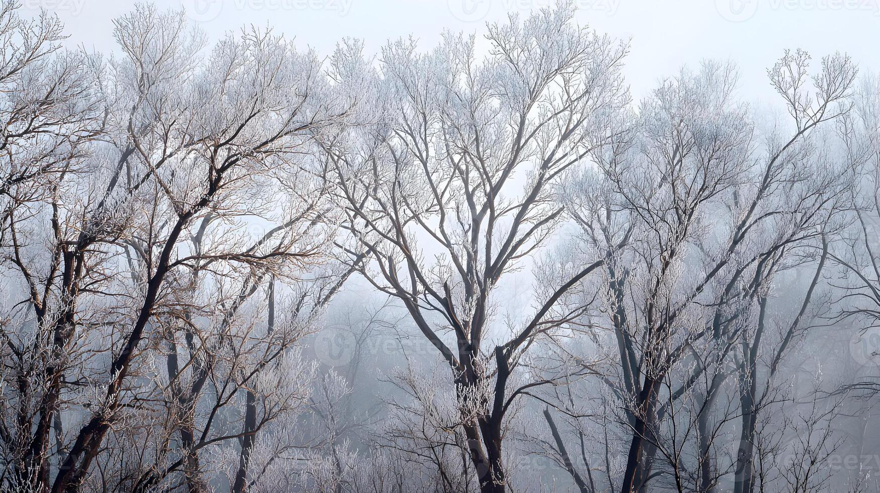 Serene winter scenery trees coated in frost creating a peaceful and tranquil atmosphere with soft light and misty photo