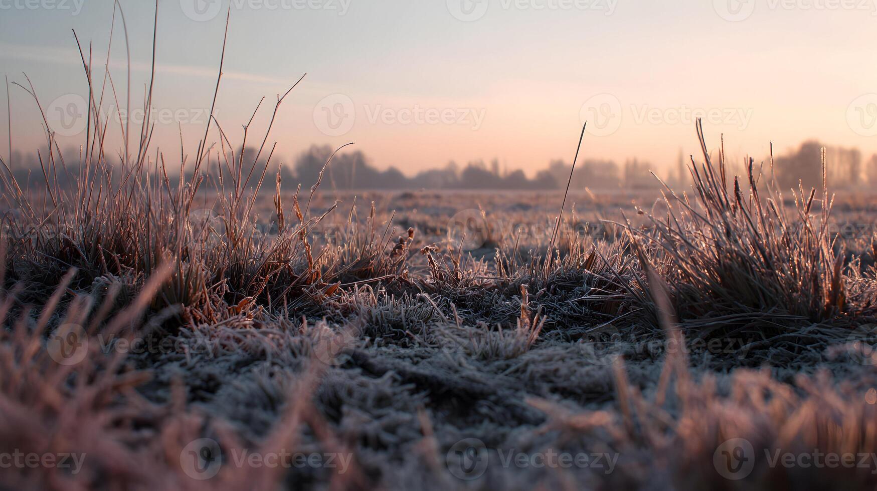 Frosted grass field at early morning light showing the beauty of nature with serene countryside landscape and seasonal photo