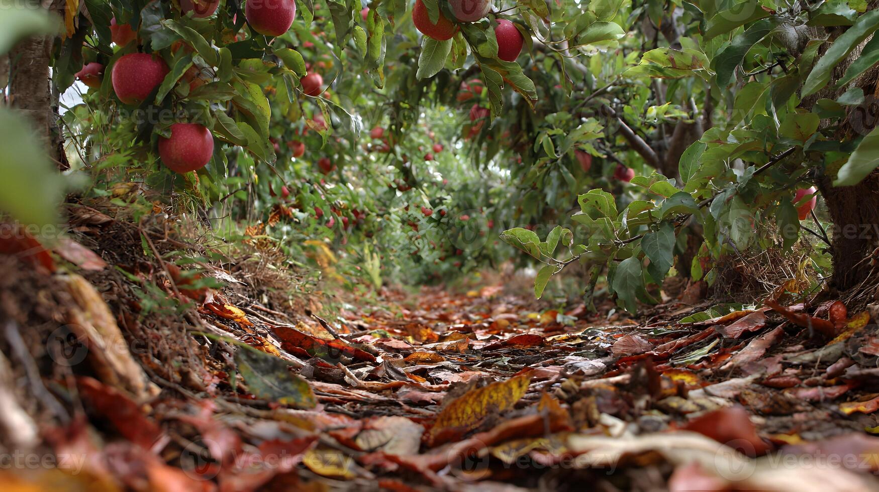 Autumn apple orchard path offers a tranquil scene with ripe red apples on branches and fallen leaves covering the photo