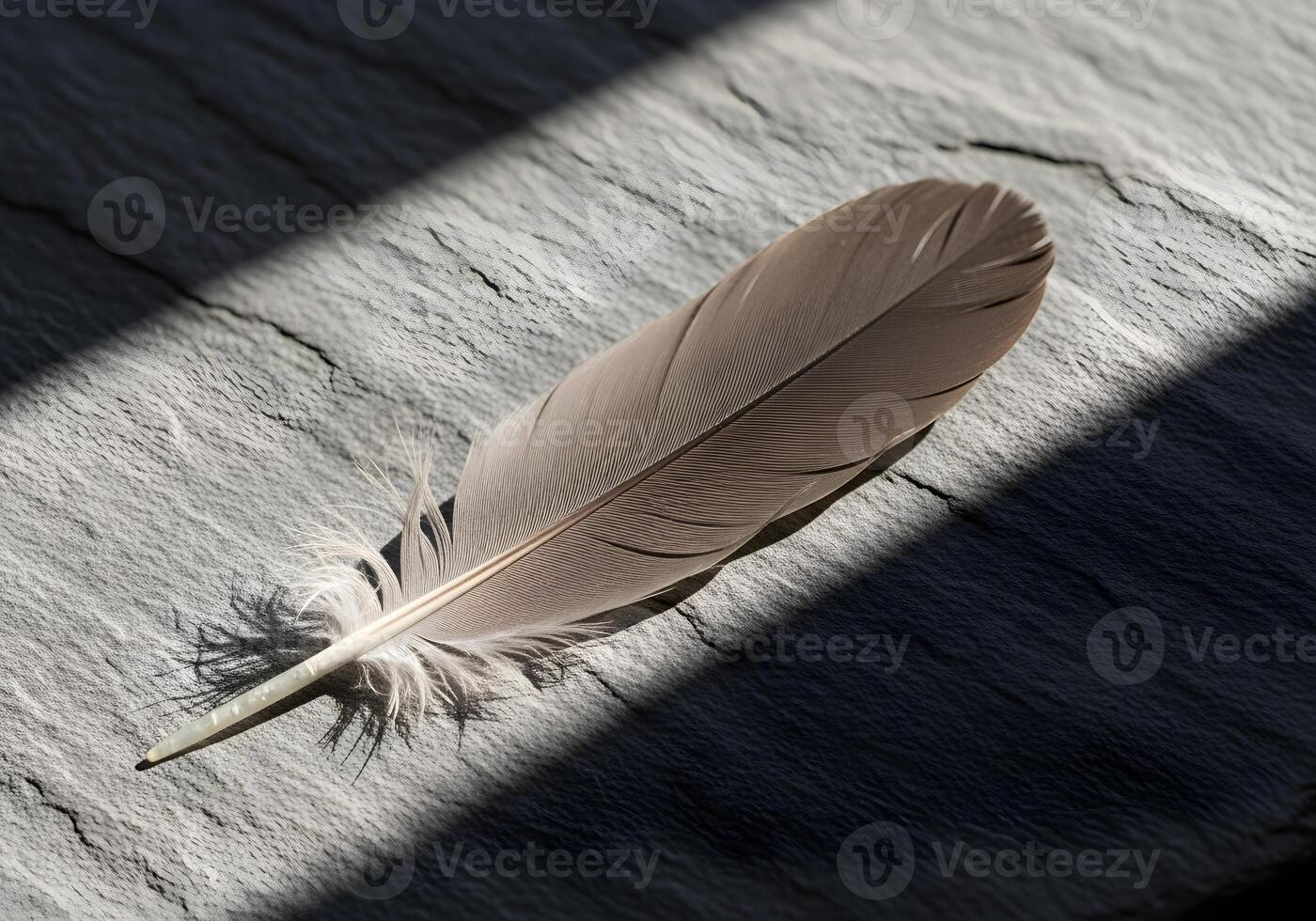 Feather on Smooth Stone with Soft Natural Light photo