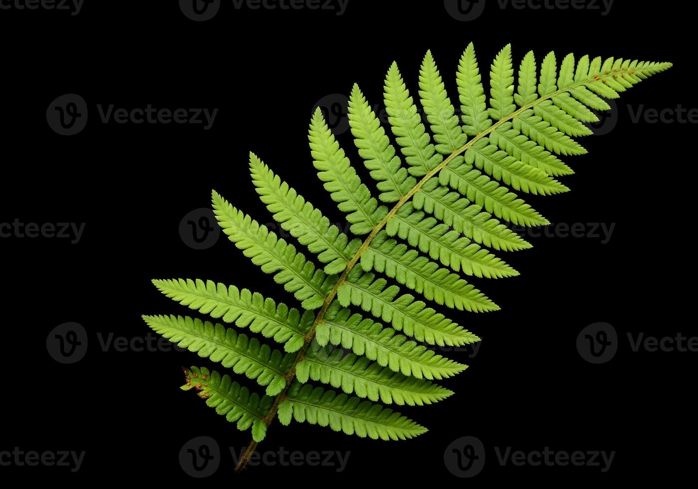 High-Resolution Fern Leaf on Dark Background photo