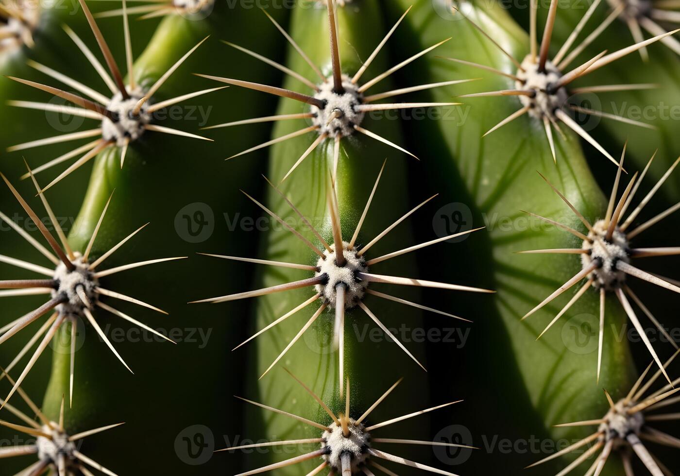 Macro Close-Up of Sharp Cactus Texture photo