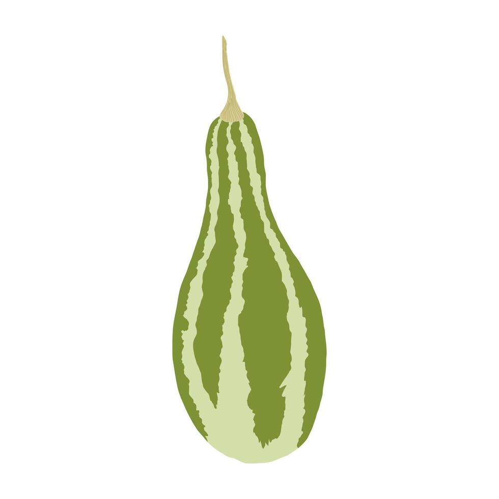 Green hand drawn pumpkin on white background, autumn vegetable in cozy colors. Thanksgiving and harvest season decoration. For magazines, prints, children's decor, labels and banners vector