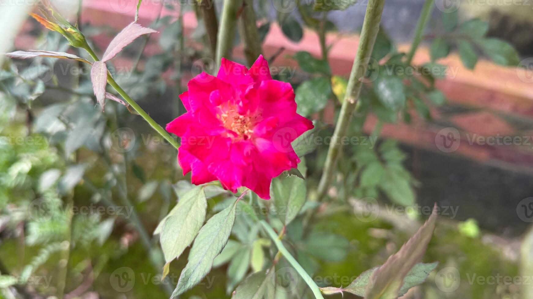 Vibrant crimson rose blooms amidst green foliage under natural light showcasing delicate petals and textures photo