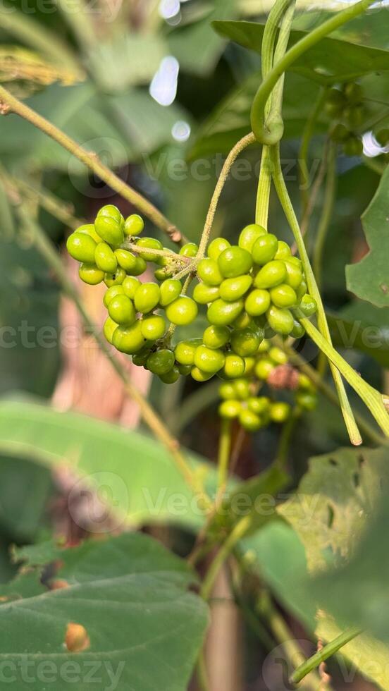 A cluster of glossy green berries hangs from a slender vine amongst lush foliage outdoors photo