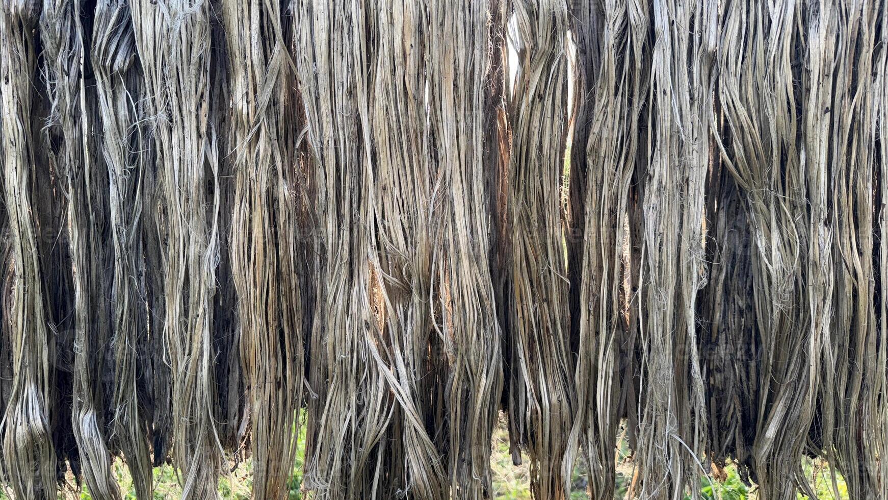 Natural curtain of long, dried fiber strands hangs vertically and creates textured background photo