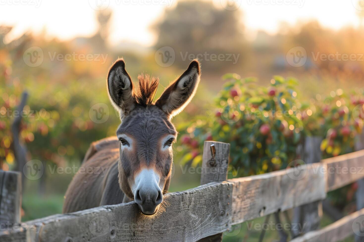 Donkey looking over wooden fence at sunset in the countryside photo