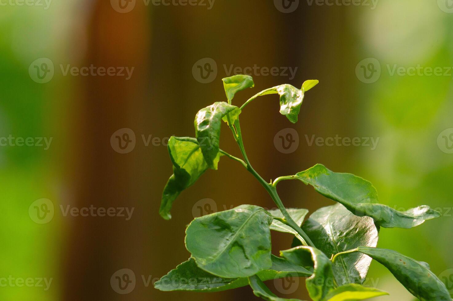 close up of lime leaves with blurred natural background photo