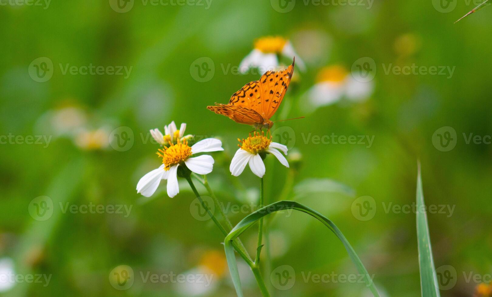 A butterfly lands on a blooming flower. photo