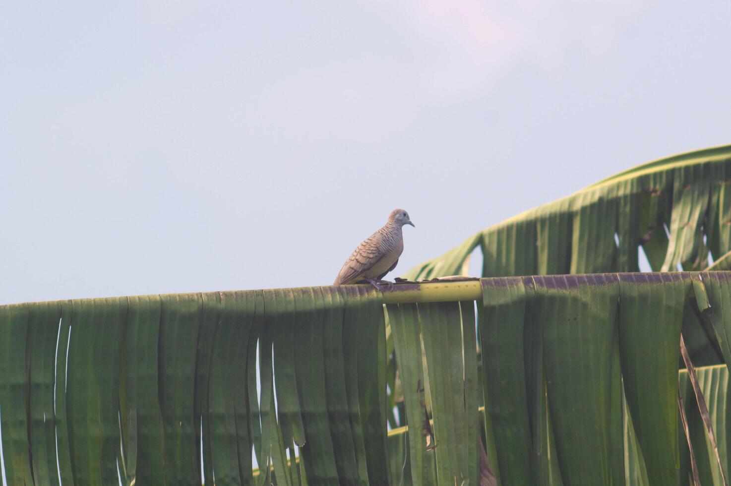 A Javanese turtle dove perches on a banana leaf during the day, with a clear sky in the background. photo