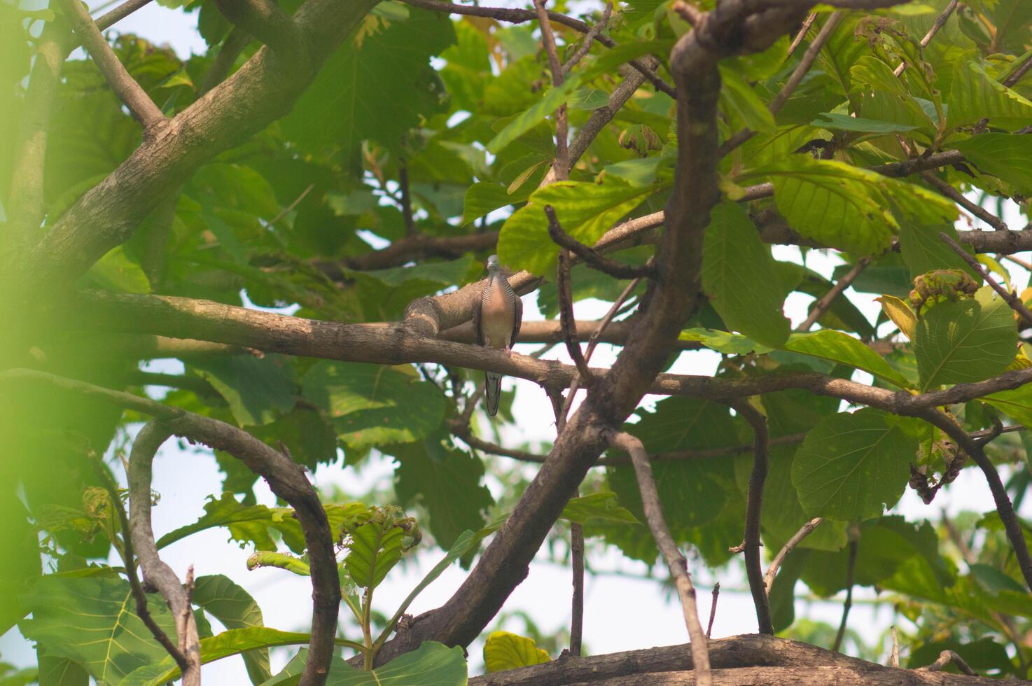 A Javanese turtle dove perches on a teak tree branch, beneath its leaves. photo