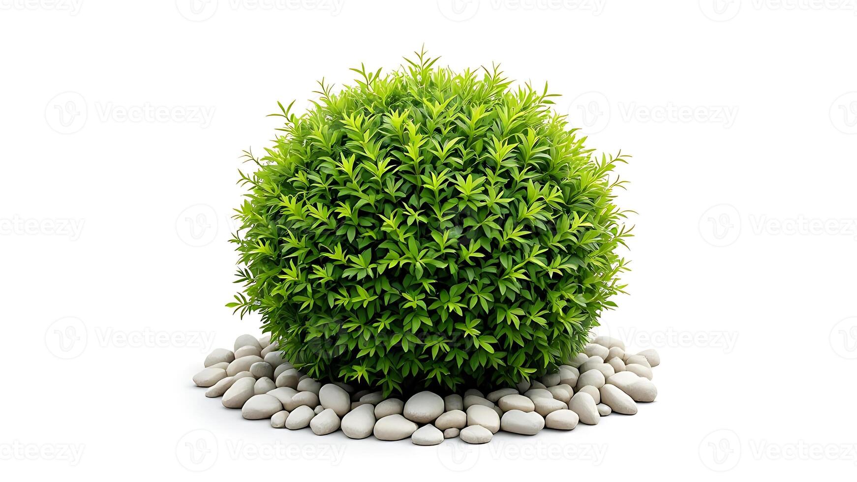 Perfectly spherical green bush surrounded by smooth white pebbles photo