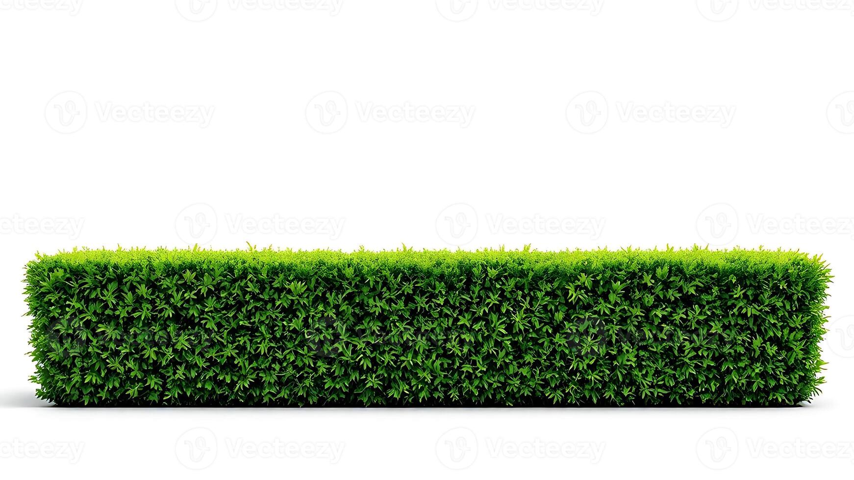 rectangular green hedge against a white background photo
