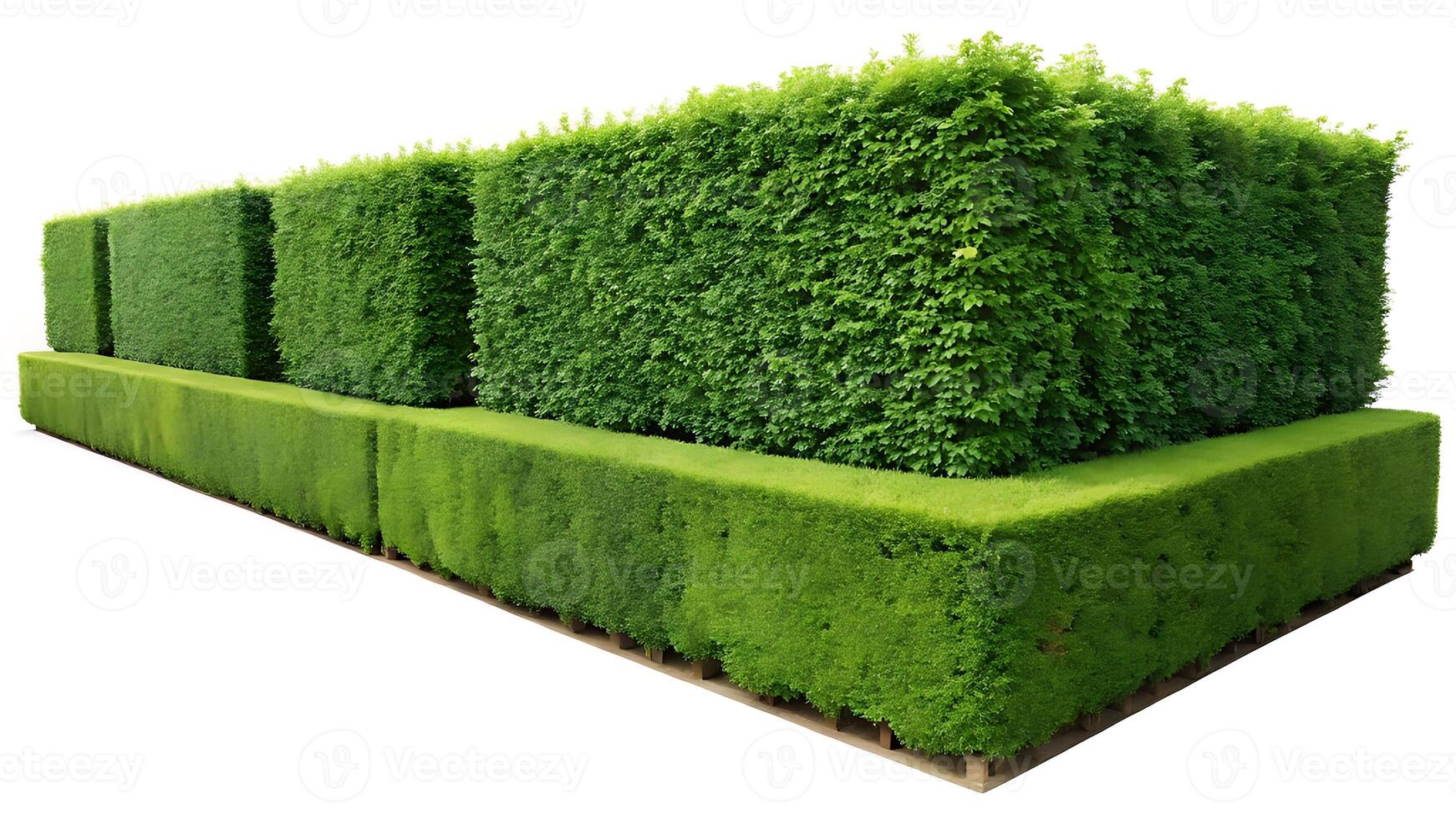 Neatly trimmed green hedges in a layered garden design photo