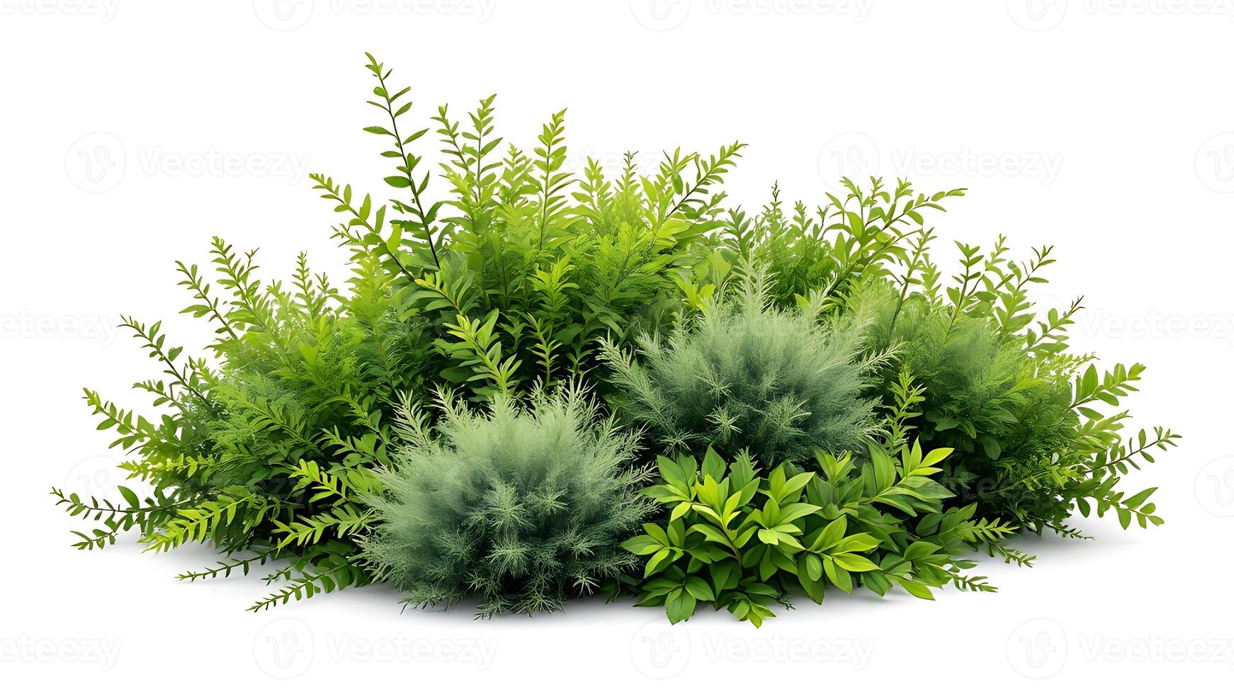 Lush green garden bush with varied foliage and textures on white background photo