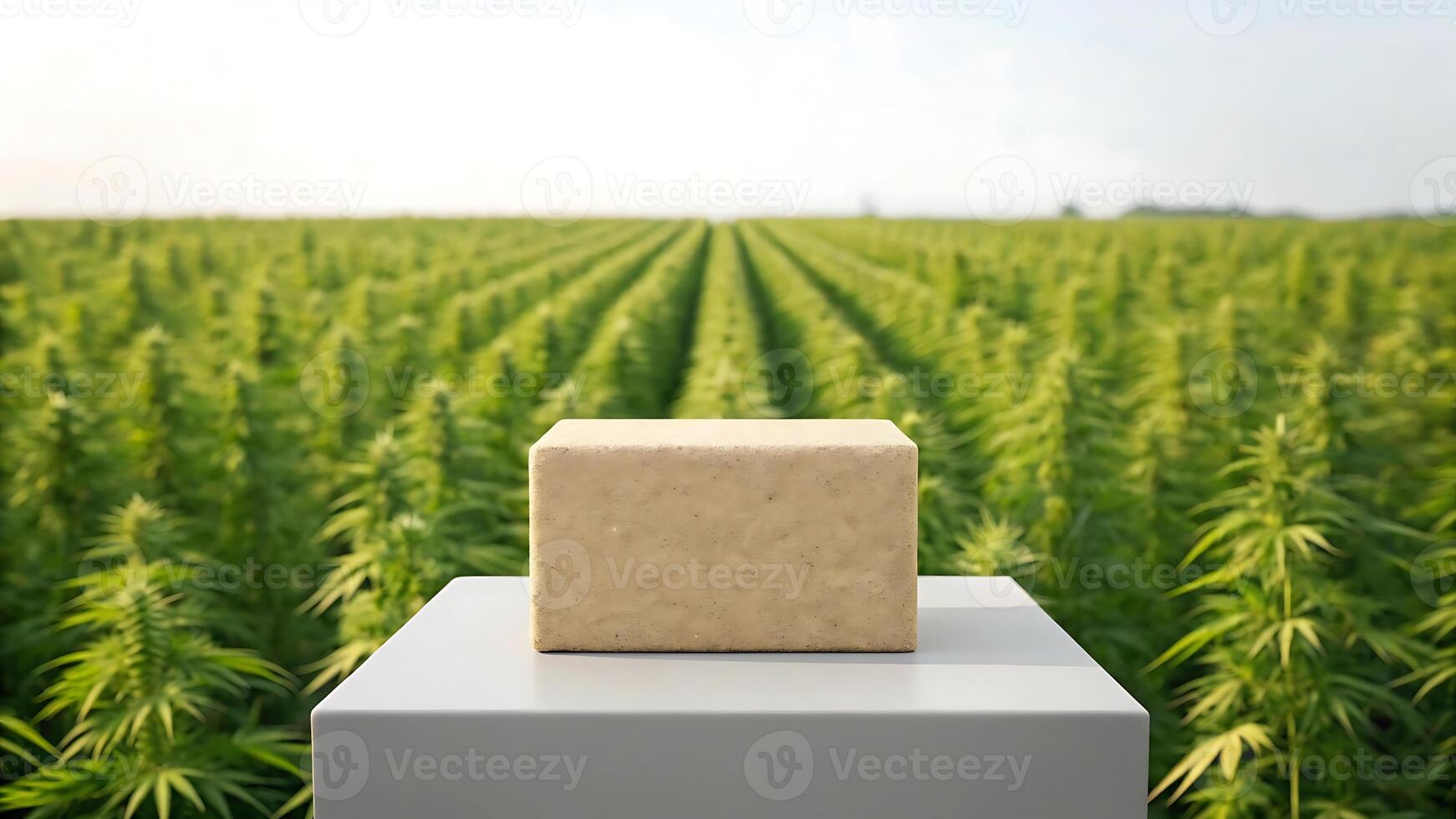 Cardboard box on pedestal in a lush hemp field photo