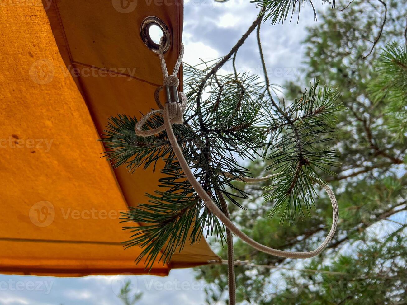 Rope holding pine tree branch attached to yellow tent photo