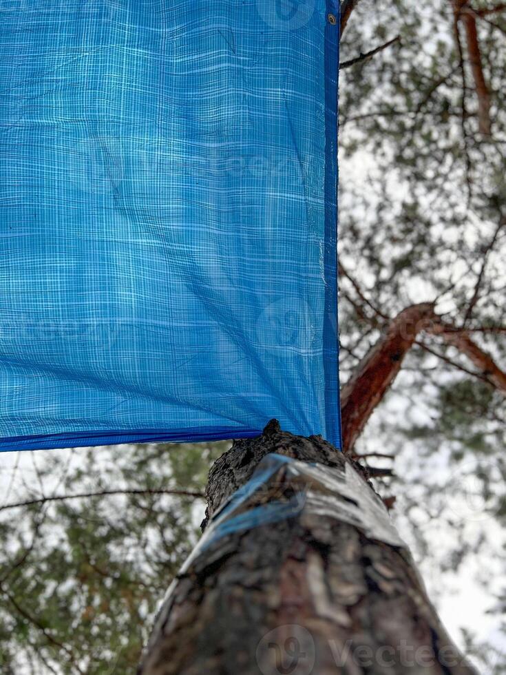 Blue tarp attached to a pine tree creating a makeshift shelter photo