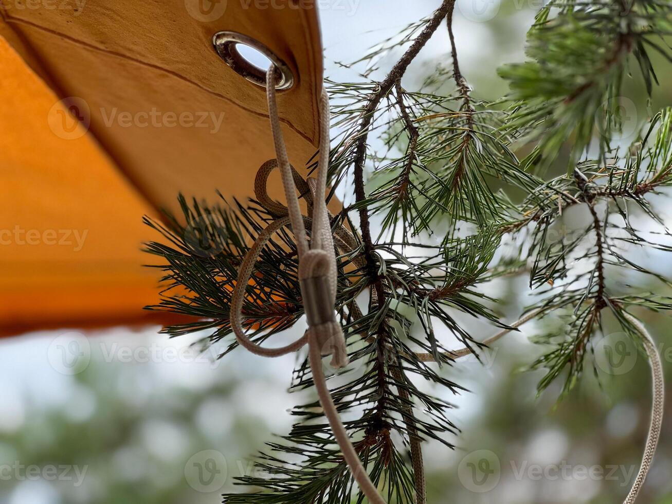Rope holding pine tree branch near orange tent canvas photo