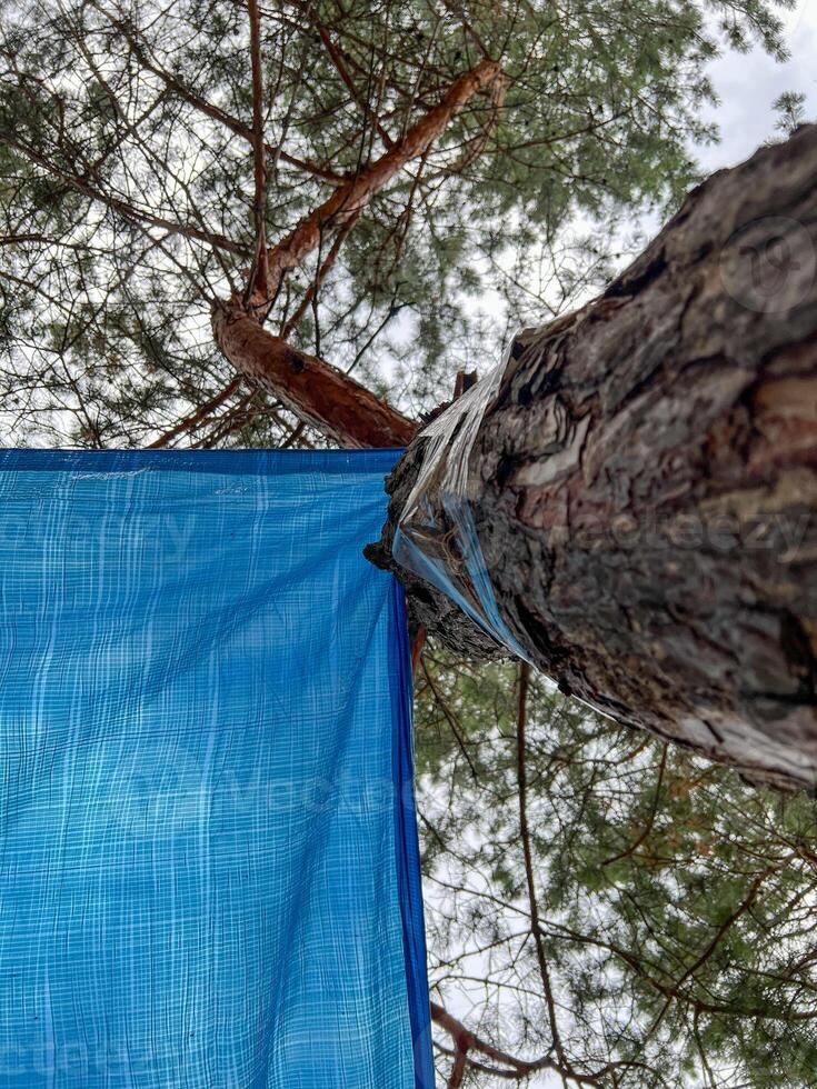 Blue tarpaulin tied to a pine tree creating makeshift shelter photo