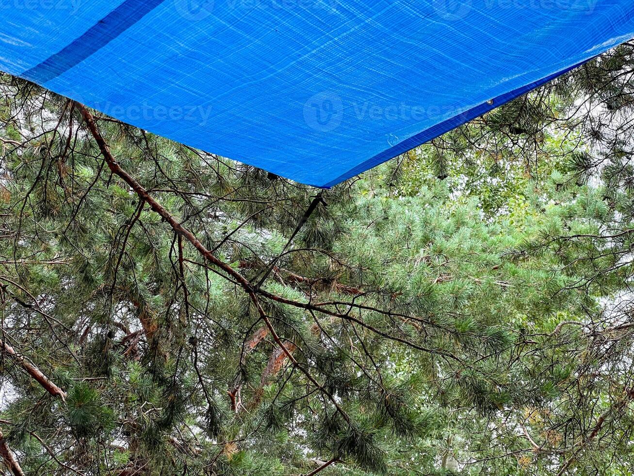 Blue tarp providing shade over green pine trees in summer photo