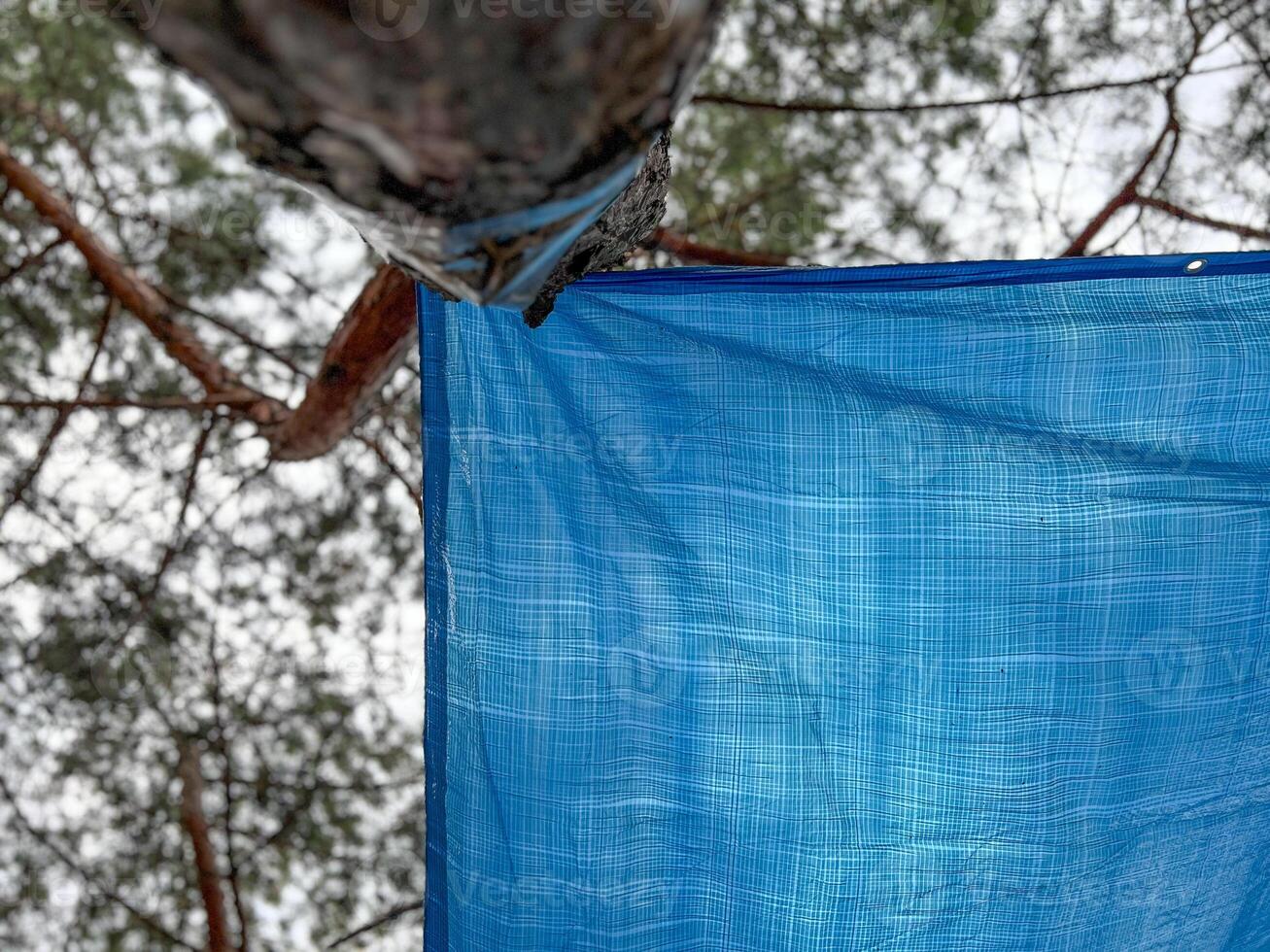 Blue tarp hanging from a tree in a pine forest, providing shade and protection photo