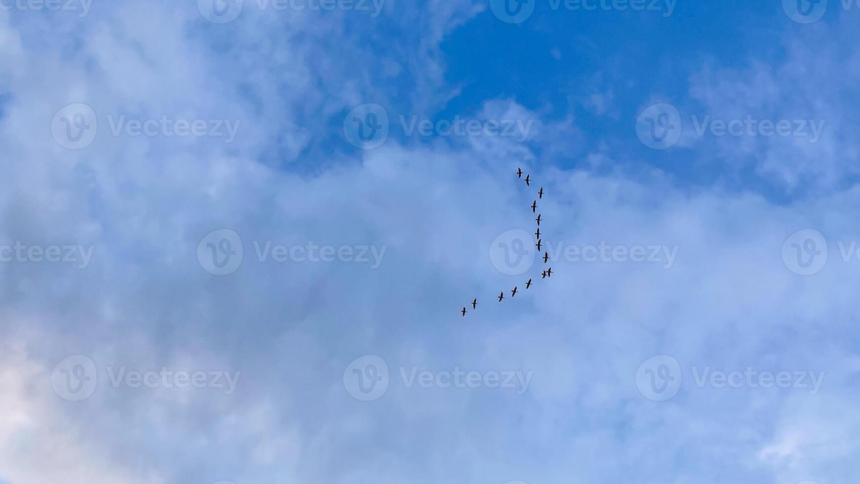 Migrating birds carve ethereal sky path, celestial navigation wonder, echoing ancient journeys for World Migratory Bird Day photo