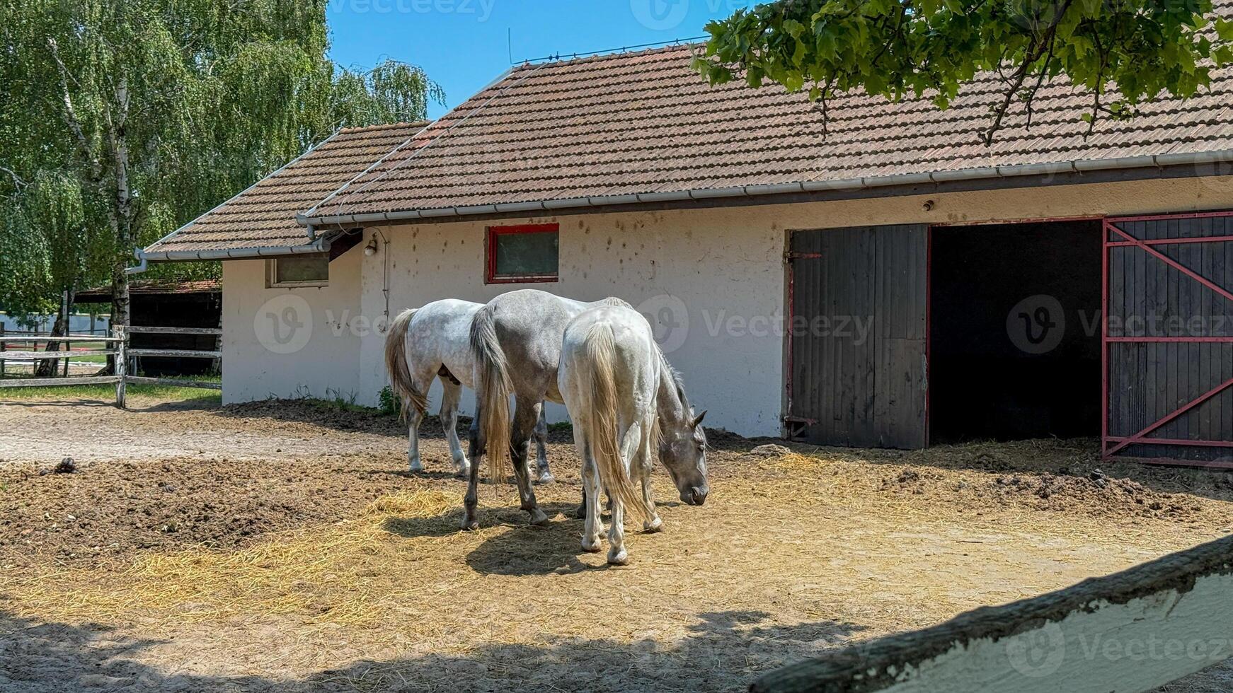 Two serene gray horses graze beside a quaint stable, evoking rural tranquility and Celtic Lughnasadh harvest celebration photo
