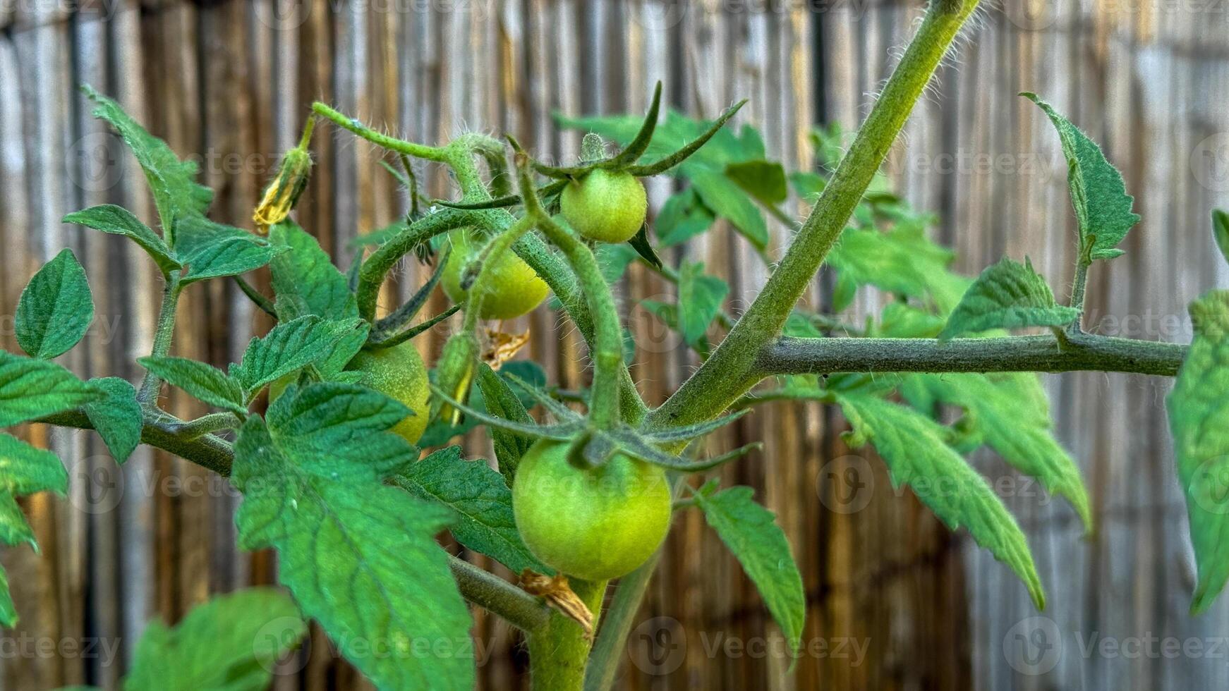 Emerald hued tomatoes dangle on whimsical vines, embodying Green Thumb Day enchantment and the esoteric spirit of harvest harmony photo
