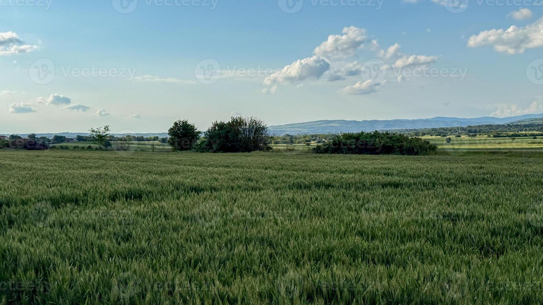 Vast wheat field under whimsically scattered clouds, whispering harvest secrets and invoking Lammas, ancient grain festivals gaze photo