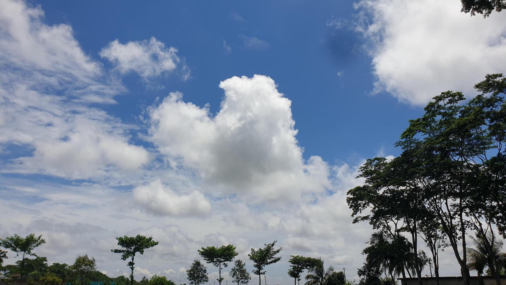 Blue Sky with Puffy Clouds Over Lush Green Trees photo