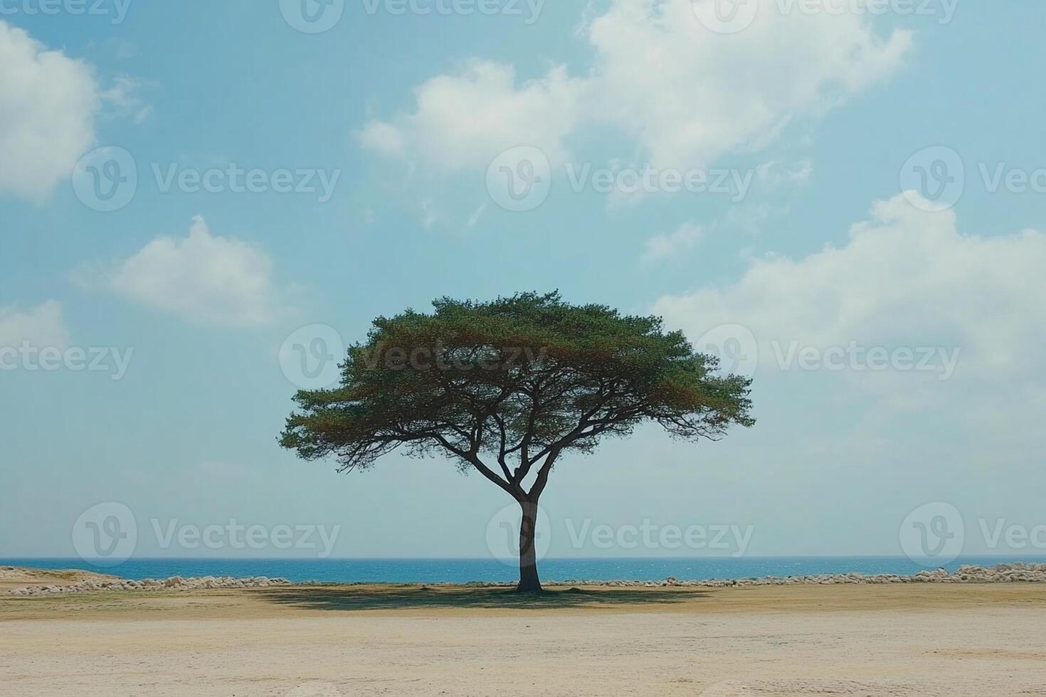 A lone tree stands in the middle of a sandy beach photo
