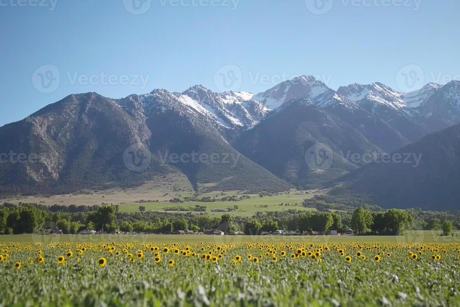 A field of sunflowers in front of mountains photo