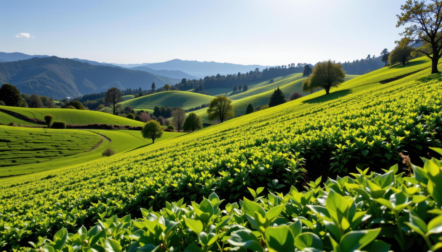 Rolling green hills and cultivated fields under a clear blue sky Lush vegetation trees and distant mountains photo