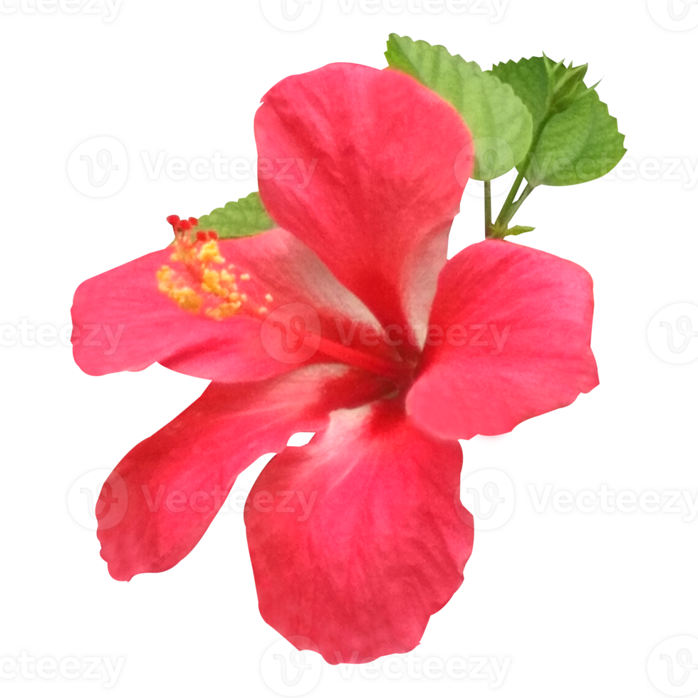 Red Hibiscus Flower Isolated Stock Photo png