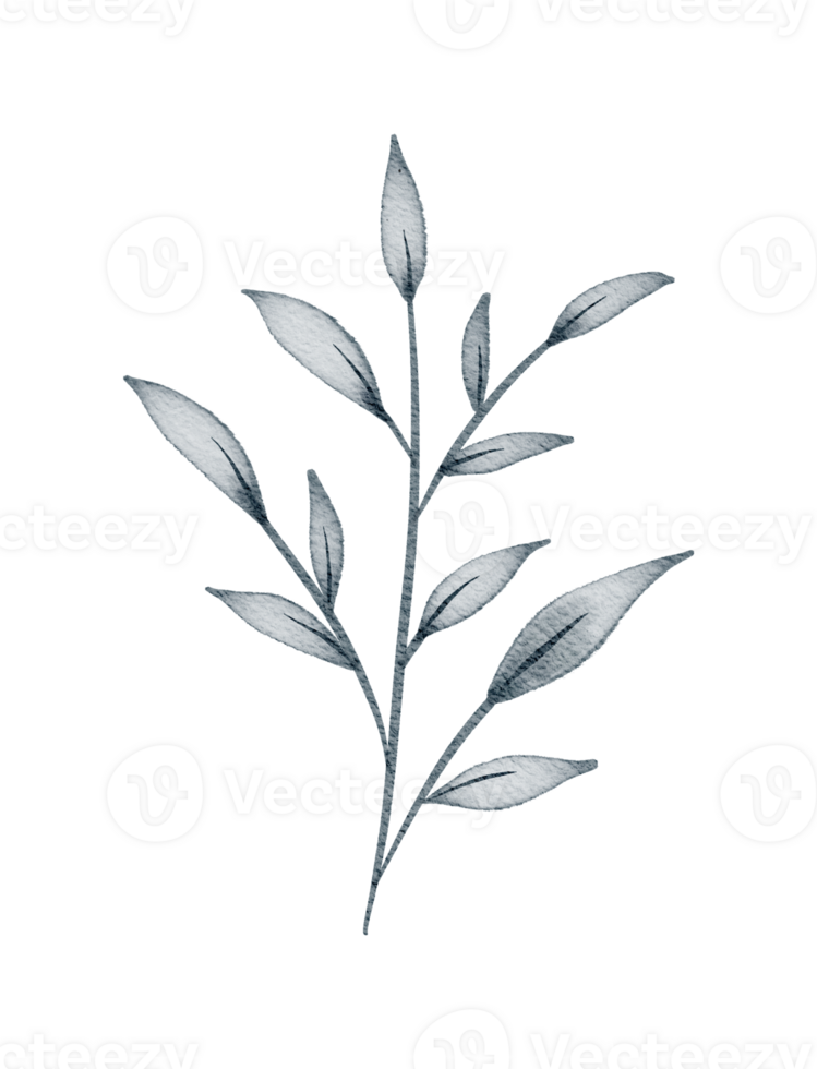 Elegant Watercolor Plant Stem with Fine Leaves in Gray Tones png