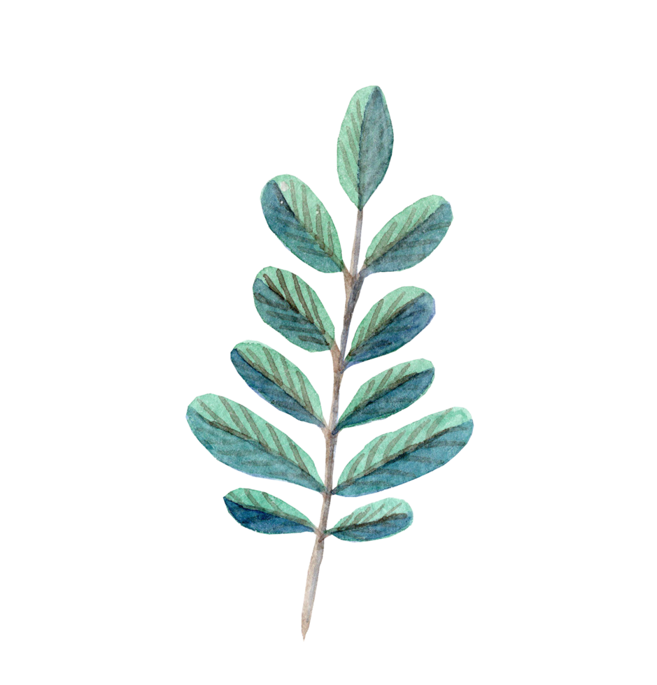 Watercolor green branch botany illustration isolated png