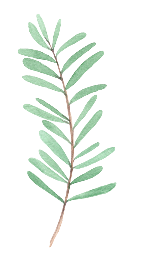 Watercolor green tree branch illustration isolated png