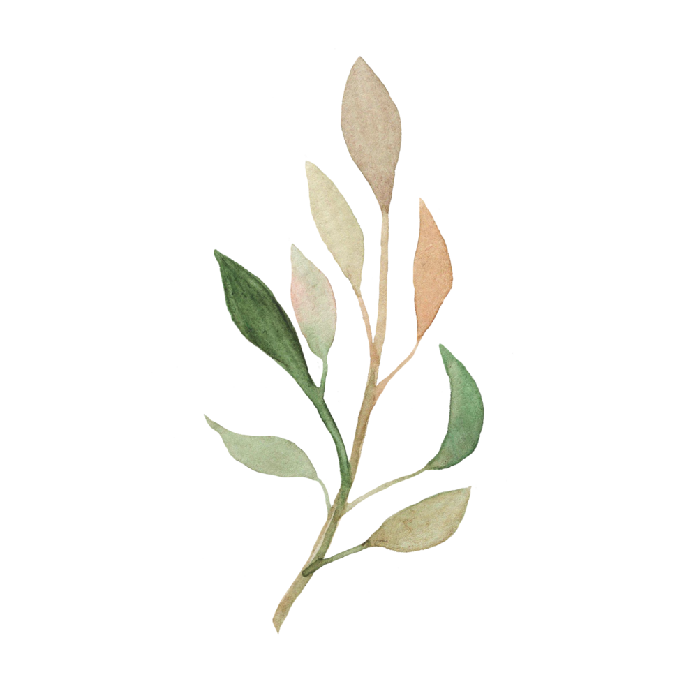 Watercolor green forest branch illustration isolated png