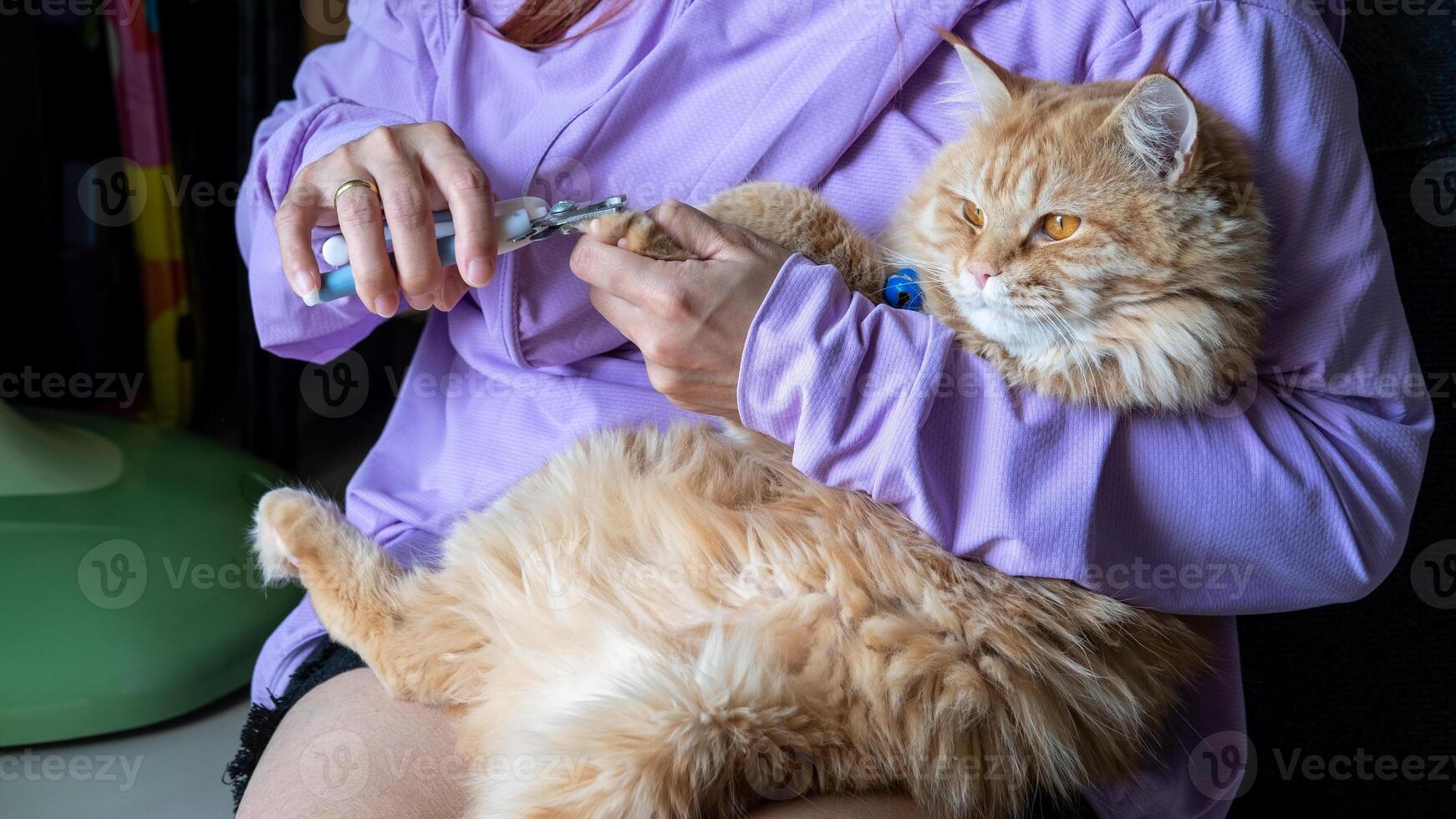 Woman hand trimming cat nails with a pet clipper, gently grooming her feline at home. photo