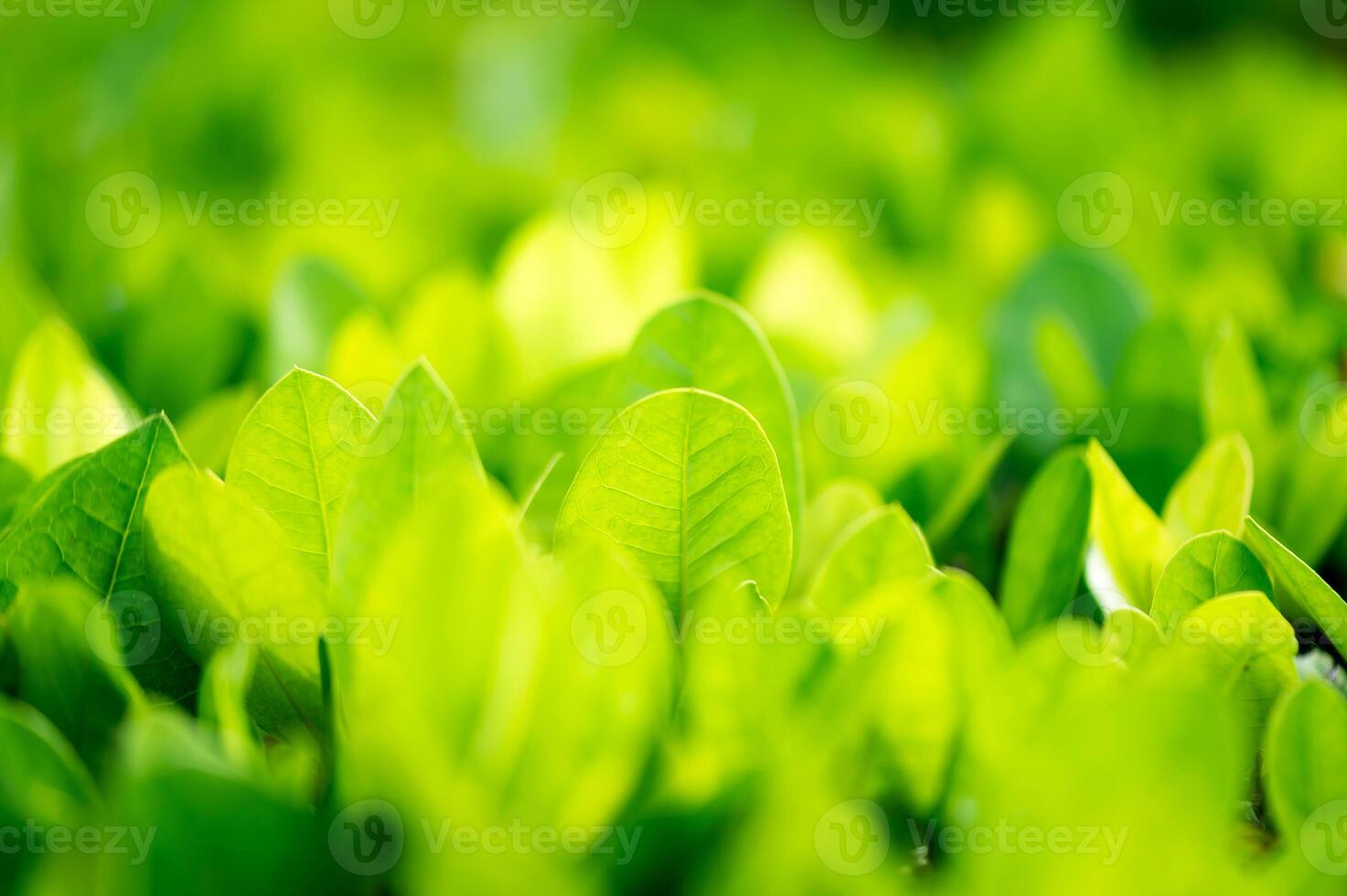 06 Beautiful dark green leaf texture, spot shot, natural green leaves used as background for nature wallpaper or tropical cover photo