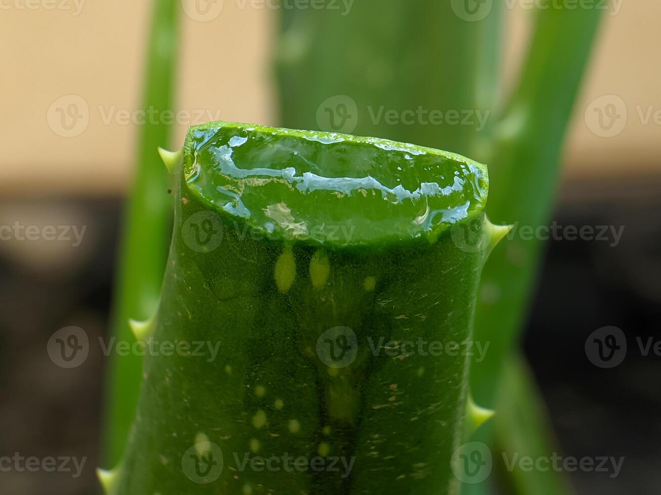 A vibrant green aloe vera leaf, freshly cut to reveal its clear, glistening gel, showcasing the plant's natural healing properties against a softly blurred background. photo