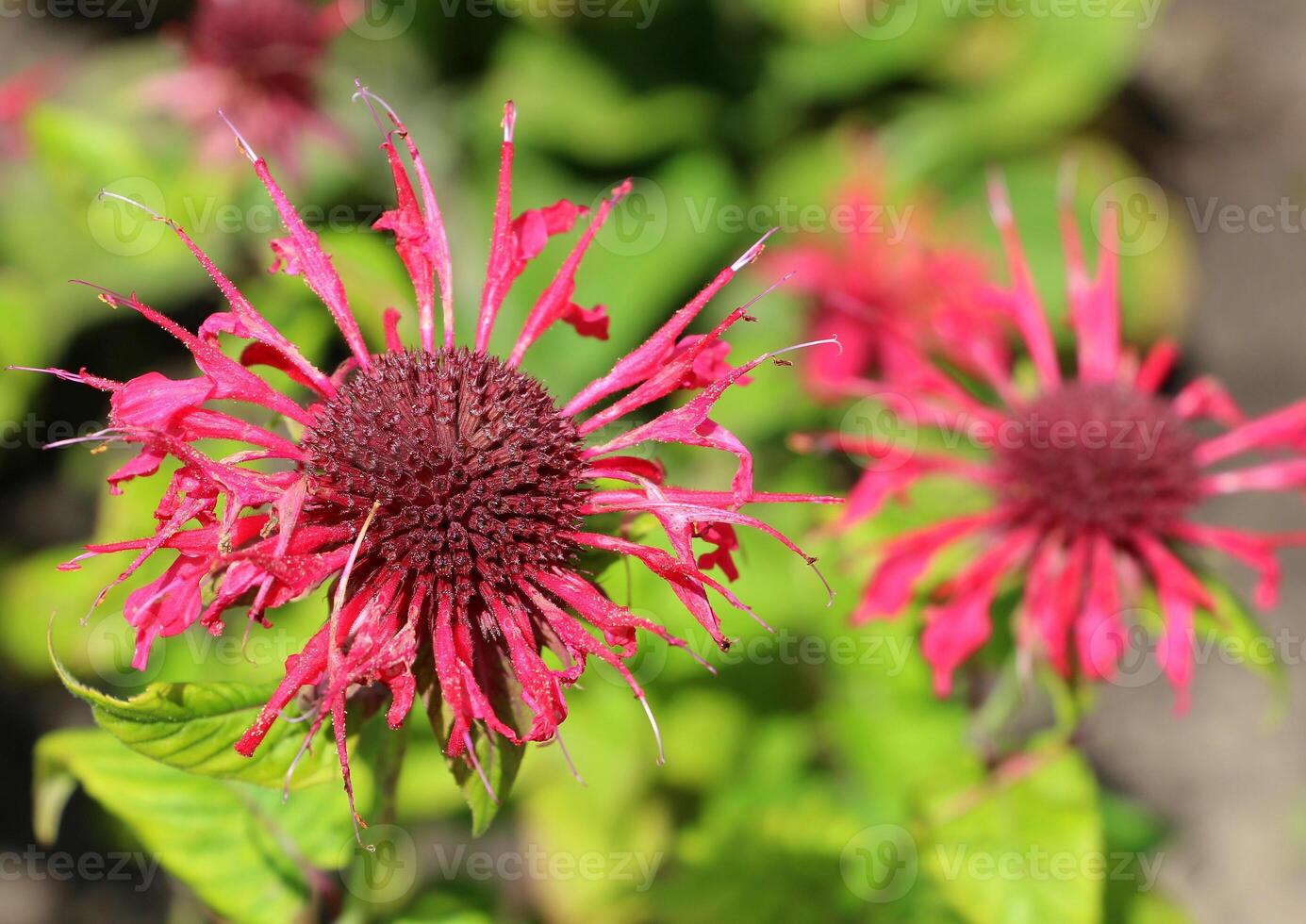 Monarda or Red Rue or Bergamot is an ornamental, medicinal and spicy plant that blooms in summer. Side view. photo