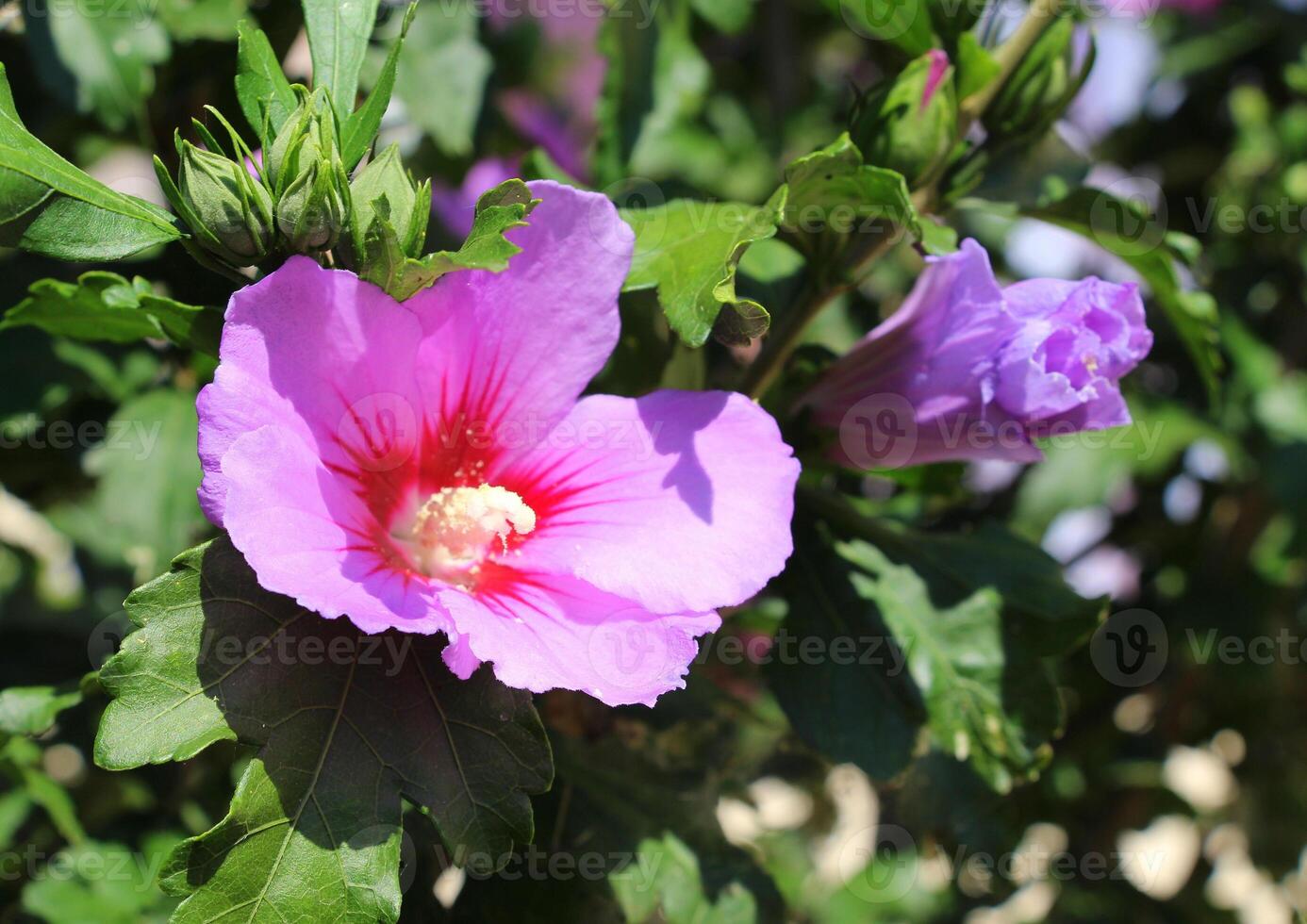 Purple Syrian hibiscus flower with green leaves. photo