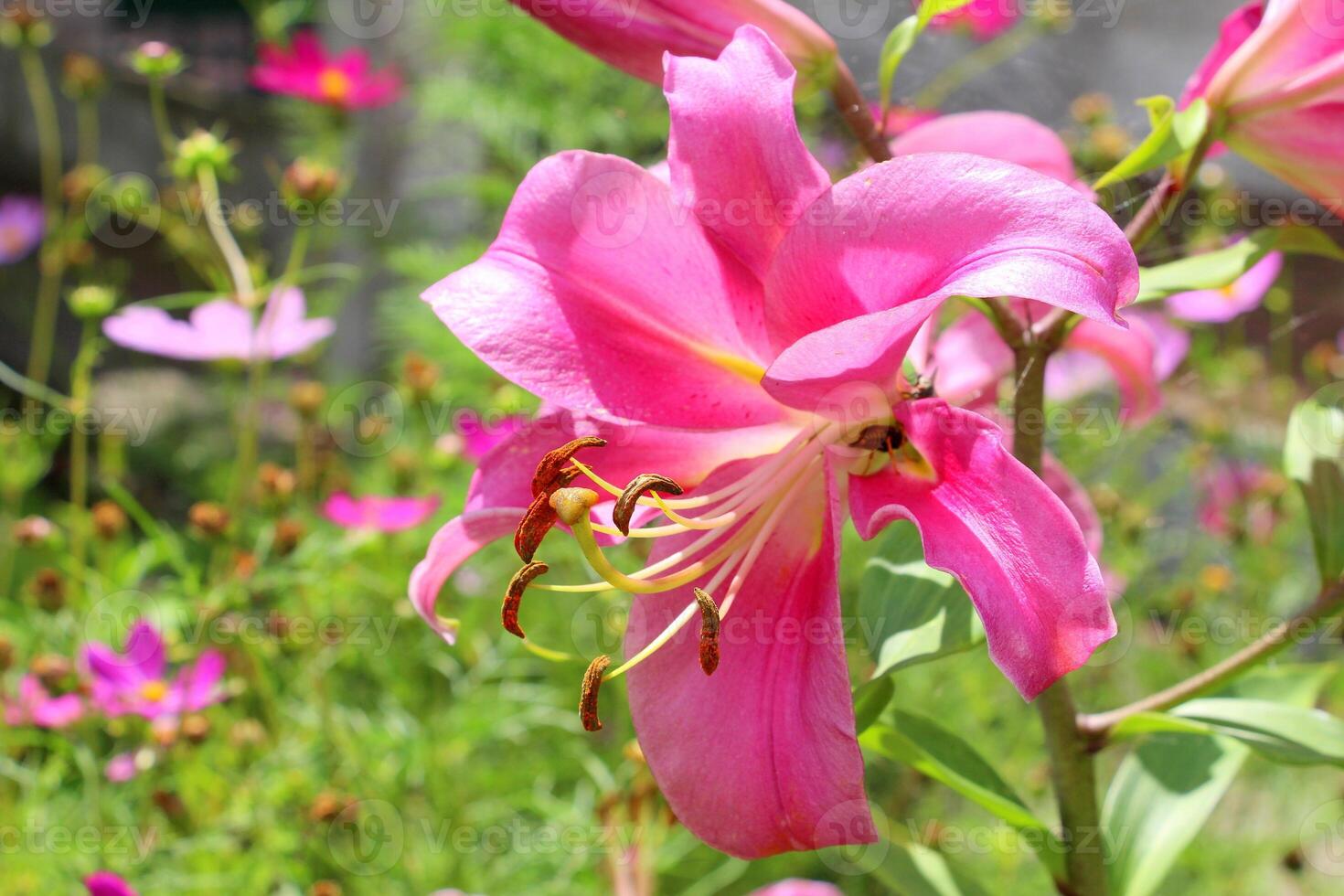 Pink lily. Large fragrant delicate buds blooming in the summer in the garden. photo