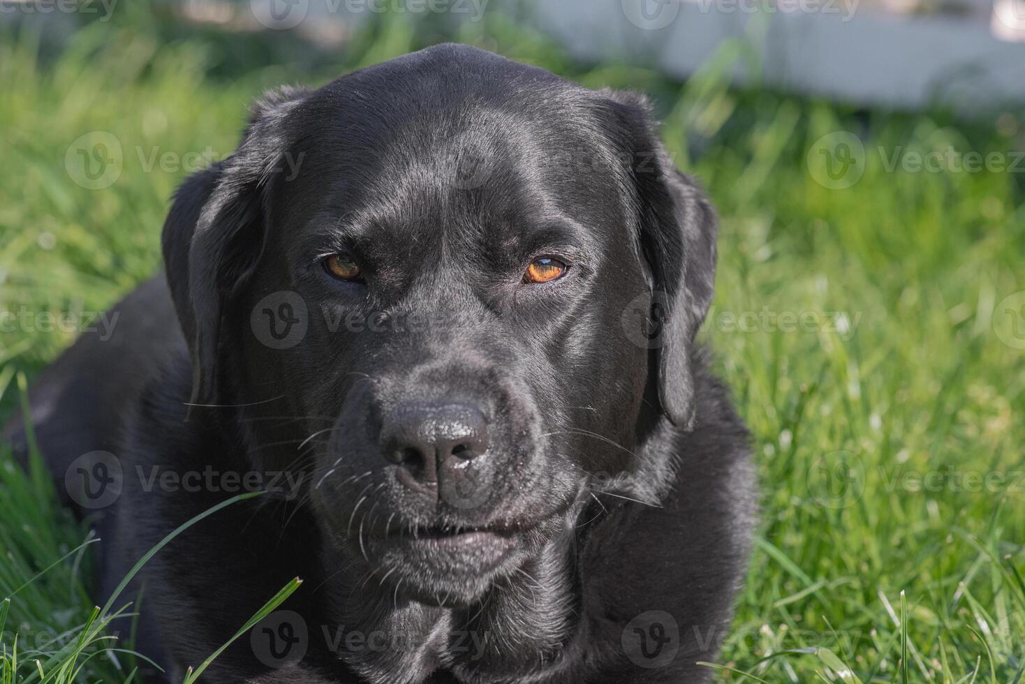Black Labrador Retriever dog lying on the grass. Pet, animal in the garden. photo