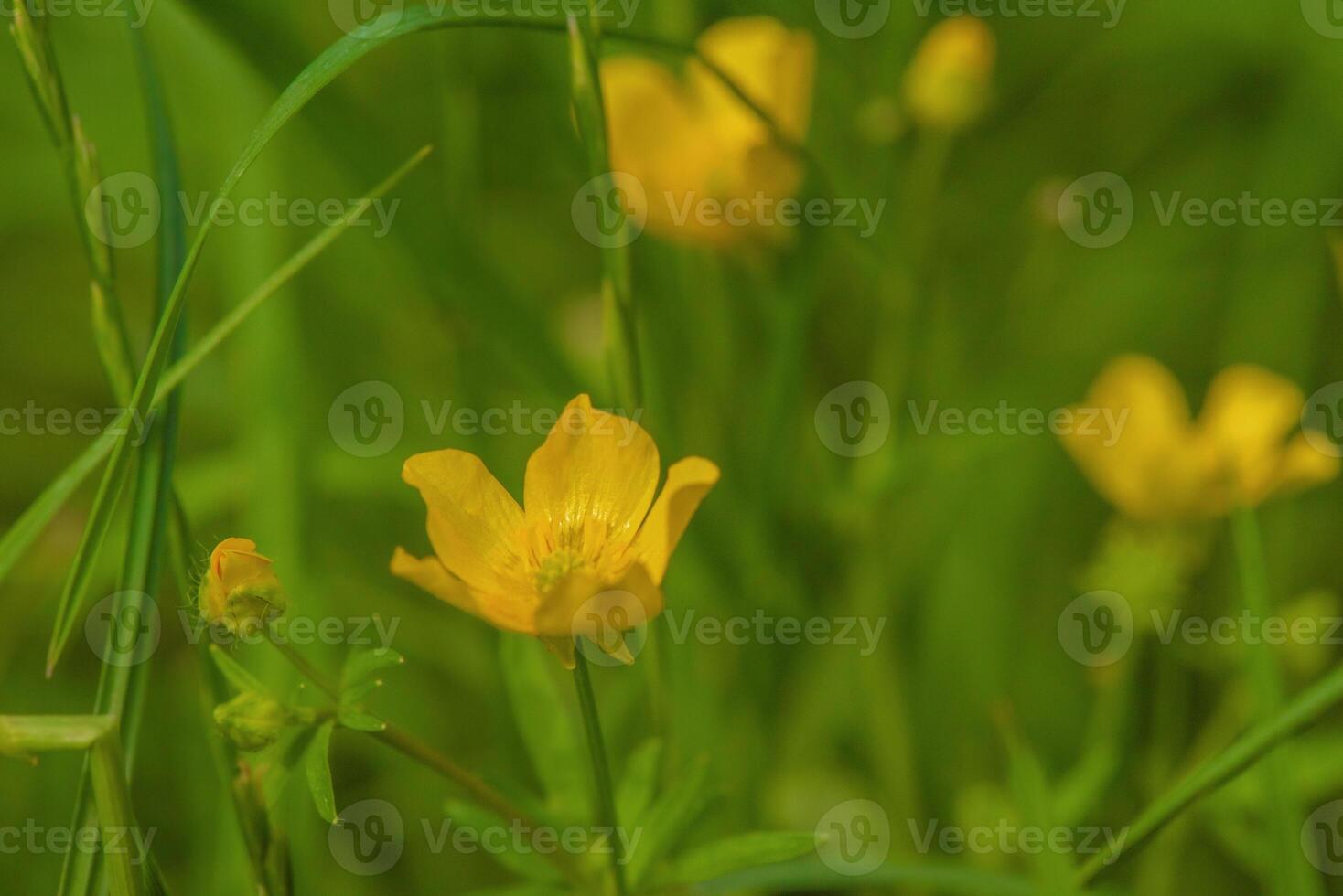 Yellow flowers on a background of green grass photo
